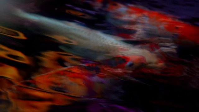 Koi fish or Amur carp fish slow motion swimming in pond. It more specifically nishikigoi and colored varieties of carp in outdoor pond or garden and waterfall. It golden red orange and yellow of body 