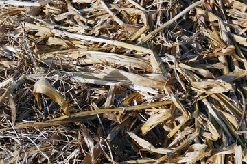 rotten corn plant residues, garden remains, dried corn plant,
