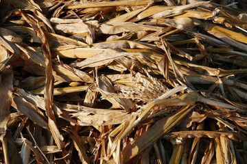 rotten corn plant residues, garden remains, dried corn plant,