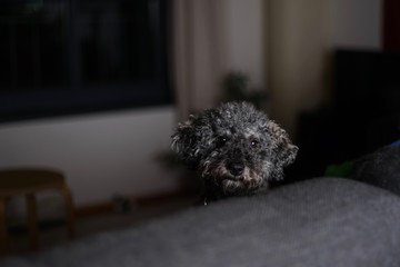 Portrait of a young cute grey dwarf poodle with teddy cut      