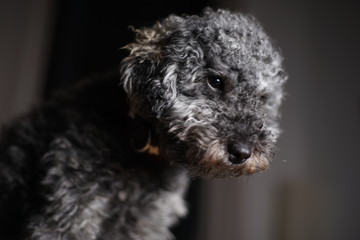 Portrait of a young cute grey dwarf poodle with teddy cut      
