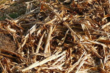 rotten corn plant residues, garden remains, dried corn plant,