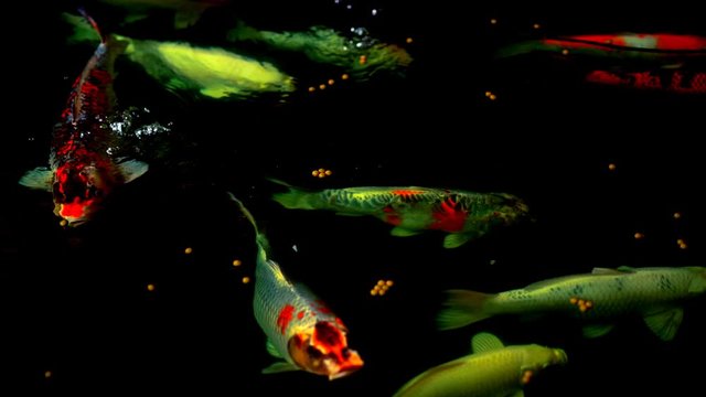 Koi fish or Amur carp fish slow motion swimming in pond. It more specifically nishikigoi and colored varieties of carp in outdoor pond or garden and waterfall. It golden red orange and yellow of body 