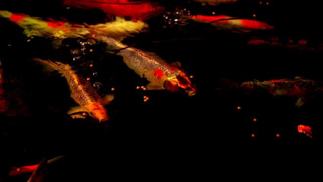 Koi fish or Amur carp fish slow motion swimming in pond. It more specifically nishikigoi and colored varieties of carp in outdoor pond or garden and waterfall. It golden red orange and yellow of body 