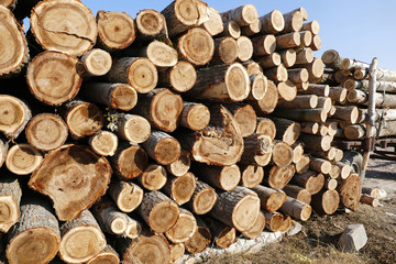 cut poplar trees, timber trade, timber obtained from the poplar trees,