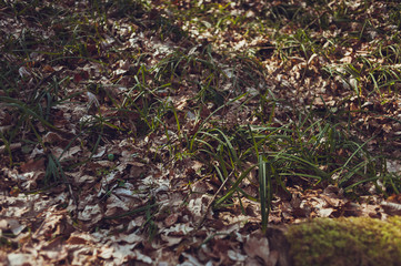 Dry deciduous forest in early spring