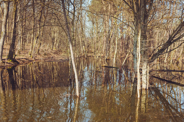 Forest flooded with water in spring