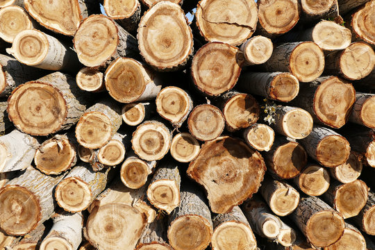 cut poplar trees, timber trade, timber obtained from the poplar trees,