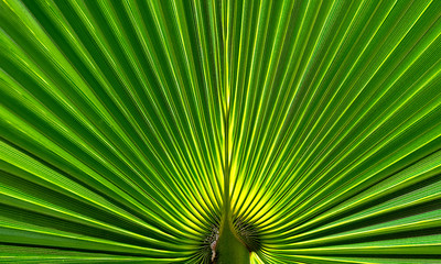 Fototapeta premium Radial pattern of a tropical palm leaf.