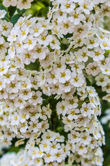 Spring blooming bush with white flowers named Spiraea Vanhouttei. Branch of white Spiraea. Springtime blossom concept. Close-up