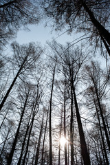 Blue sky through the branches of bare trees