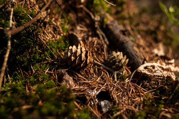 Dry deciduous forest in early spring