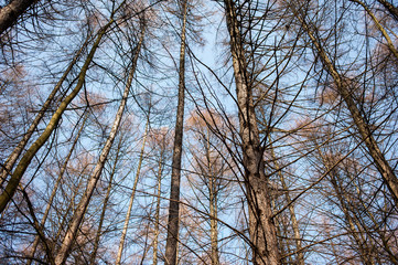 Obraz premium Dry deciduous forest in early spring