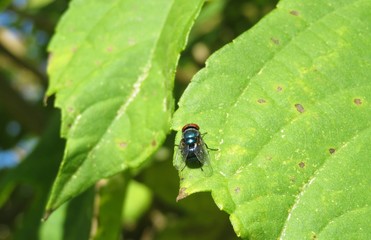 Bluebottle fly in the garden on natural green leaves background