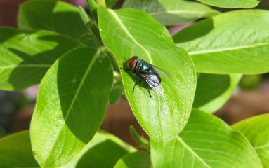 Bluebottle fly on green leaf in the garden, closeup