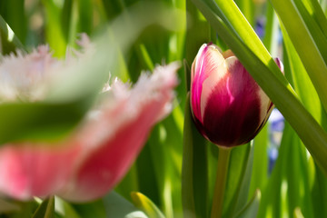 Fototapeta premium Sofia, Bulgaria - March 20, 2020. On Equinox garden flowers blossom in rainbow colors. The best flower shop in the city of Sofia, Bulgaria. Colorful tulips.