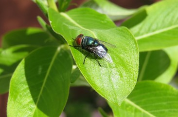 Bluebottle on green leaf in the garden, closeup