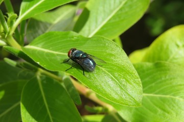 Bluebottle fly on green leaf in the garden, closeup 