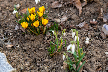 Frühlingsblumen am Boden in voller Blüte