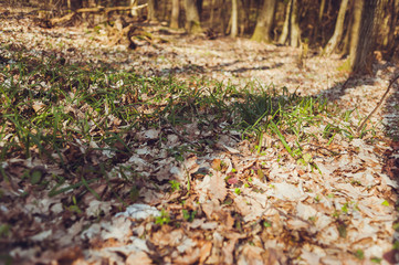 Dry deciduous forest in early spring