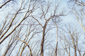 Blue sky through the branches of bare trees