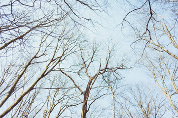 Blue sky through the branches of bare trees