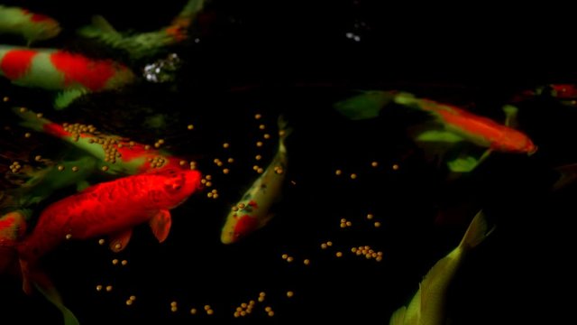 Koi fish or Amur carp fish slow motion swimming in pond. It more specifically nishikigoi and colored varieties of carp in outdoor pond or garden and waterfall. It golden red orange and yellow of body 