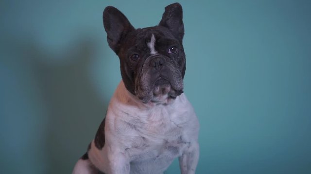 Dog head against blue screen background. Lovely French Bulldog looking at camera. Beautiful frenchie puppy. Portrait close-up.