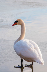 white swan paws on the ice reflecting