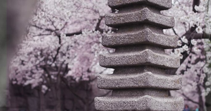 The Japanese Pagoda in Washington, D.C. during cherry blossom season