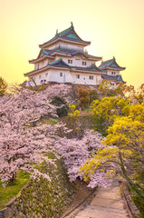 Naklejka premium Wakayama castle during cherry-blossom Sakura season in Wakayama, Japan