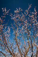 Branches of blossoming apricots on a background of blue sky on a sunny day.