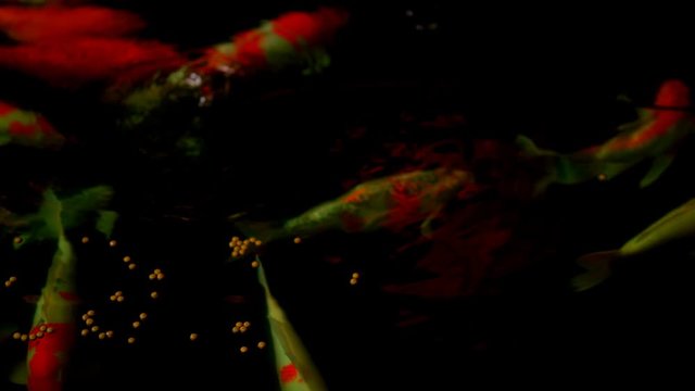 Koi fish or Amur carp fish slow motion swimming in pond. It more specifically nishikigoi and colored varieties of carp in outdoor pond or garden and waterfall. It golden red orange and yellow of body 
