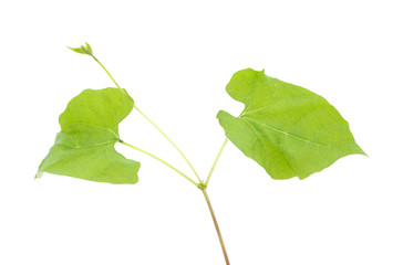Green flower hop.