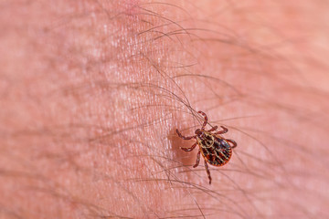 Mite on the skin. Danger of tick bite.