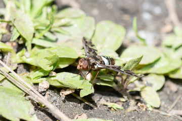A Bee Fly (Exoprosopa caliptera) Perched on a Rock in Colorado