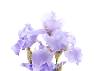 Blue beautiful irises.
