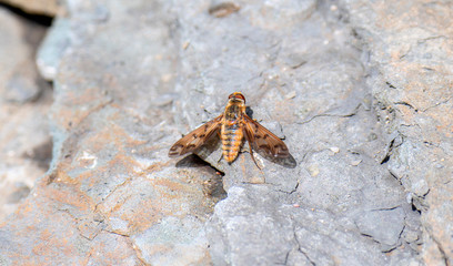 A Bee Fly (Poecilanthrax arethusa) with Beautiful Patterned Wings Perched on a Rock in Colorado