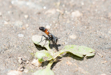A Parasitic Fly (Cylindromyia) with a Red Abdomen Perched on the Ground on Vegetation in Colorado