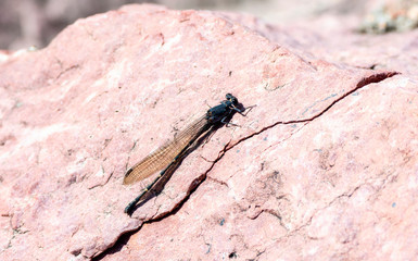 Sooty Dancer (Argia lugens) Perched on a Red Rock in Colorado