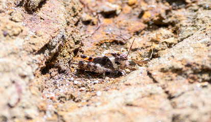 Mottled Sand Grasshopper (Spharagemon collare) 5th Instar Perched in Red Rock and Dirt in Colorado