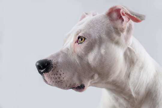 Weißer Hund Portait Staffordshire Bullterrier