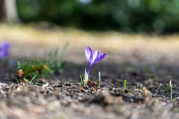 Frühlingsblumen am Boden in voller Blüte
