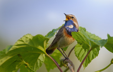 Bluethroat (Luscinia svecica) Blaukehlchen, Gorge-bleue. Very beautiful little songbird