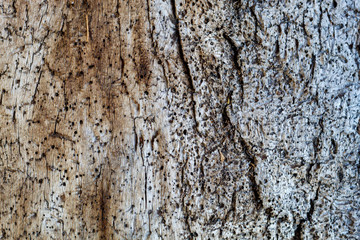 Old Weathered Cracked Wood Texture