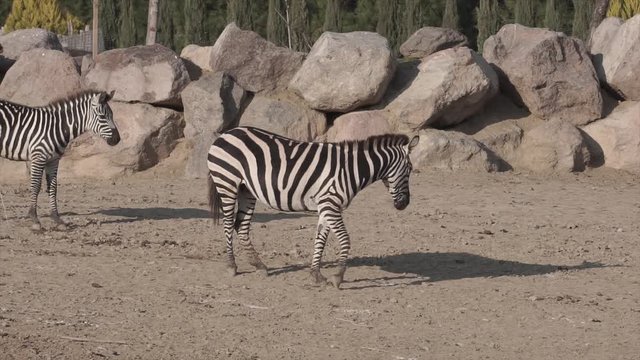 Zebra in wildlife. Beautiful black and white African striped animal portrait