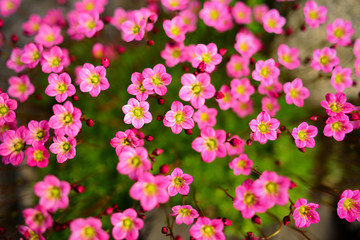 the beauty of the microcosm