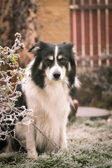 Adult male of border collie is sitting in frozen grass  He is so cute. Winter in Prague.