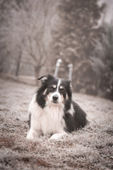 Adult border collie is lying in frozen grass. He has so funny face