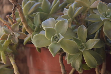 Suculentas